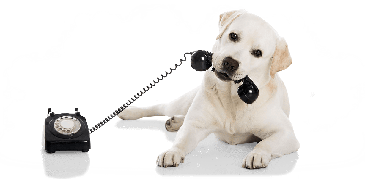 Contact - Therapy Animals Australia | Dog Specialist