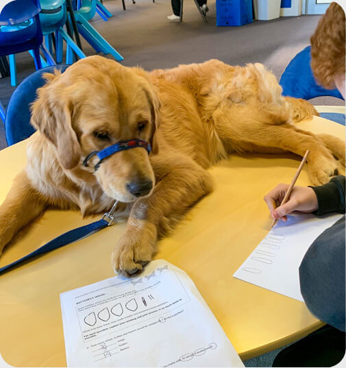 Animal Therapy PAWS - Assess, Adapt, Achieve