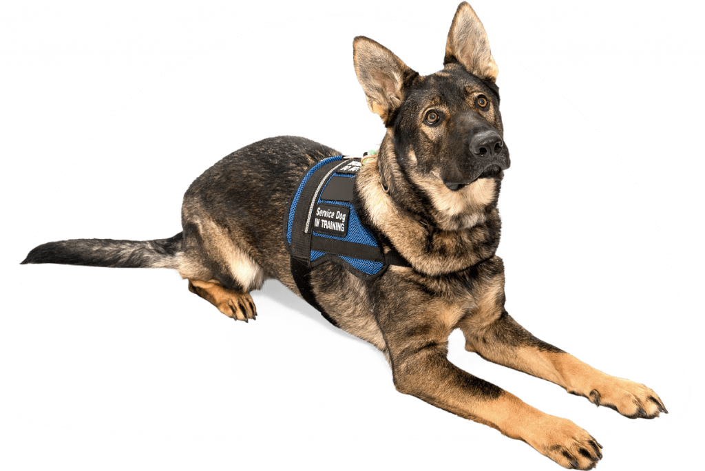 Assistance Dogs - Service Animals Australia