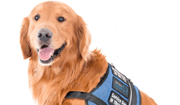 Assistance dogs support for people with mental illness